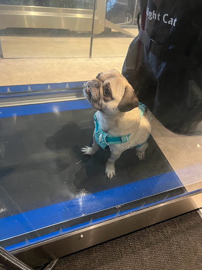 K9 Water Treadmill @ Priory Farm