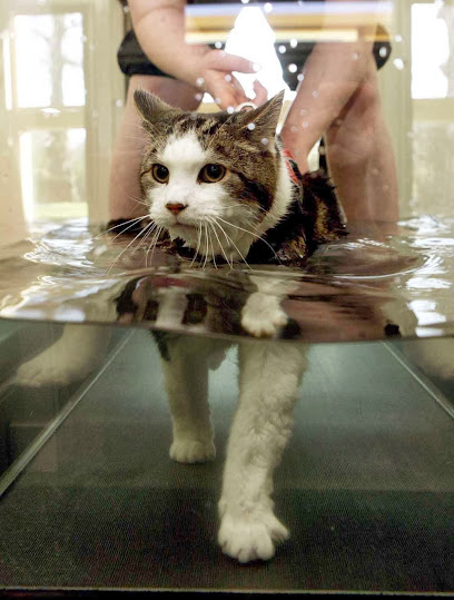 Lothian Canine Rehabilitation Centre