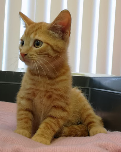 Mayow Veterinary Surgery