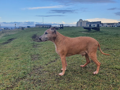 Medivet 24 Hour Alder