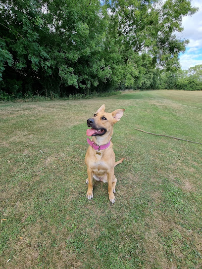 Medivet 24 Hour Dearne Valley