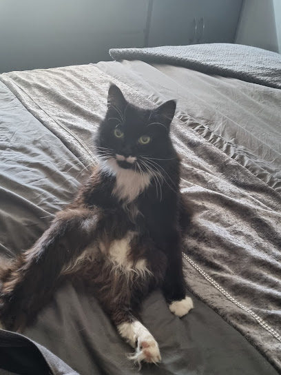 Medivet 24 Hour Enfield