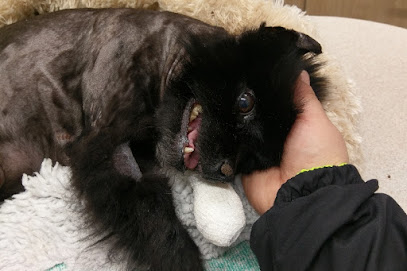 Medivet 24 Hour Hendon