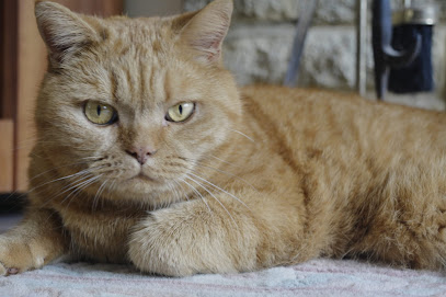 Medivet Croxley Green