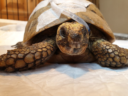 Medivet Dover - Burnham House Veterinary Surgery