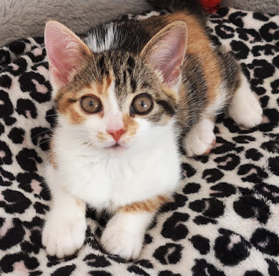 Medivet Kenilworth - Feldon Veterinary Centre