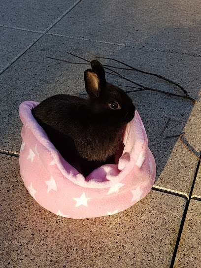 Medivet Surrey Quays