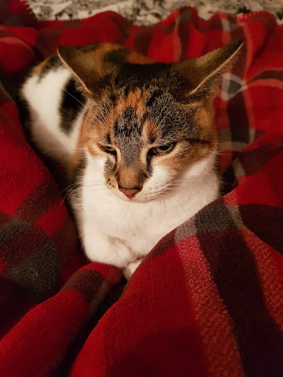 Medivet Thorpe Bay Shoebury Rd - Downes Veterinary Surgeons