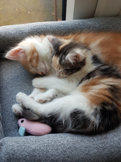 Medivet Three Bridges