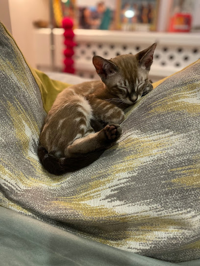 Miba Veterinary Surgery