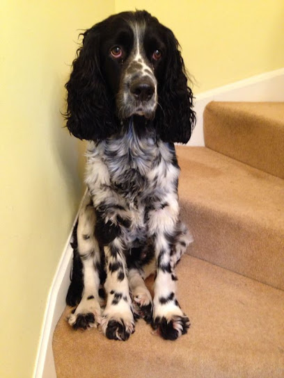 Midsummer Veterinary Group