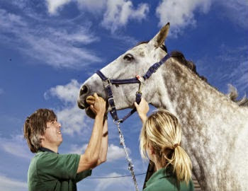 Minster Equine Practice, Ripon