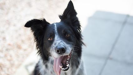 Myerscough Veterinary Group
