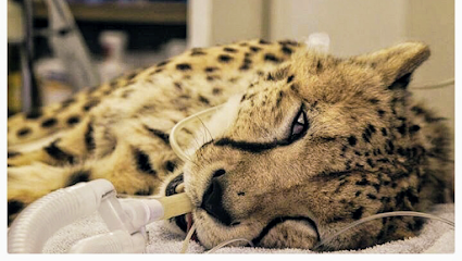 New Forest Veterinary Dental Service