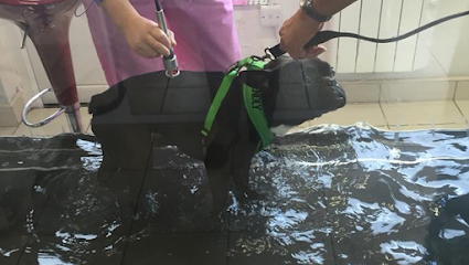 Northern Laser Therapy Veterinary