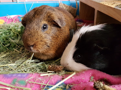 Northlands Veterinary Group, Cat and Rabbit Care Clinic