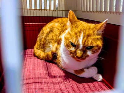 Nurture Weston - Vet GP and Dentist