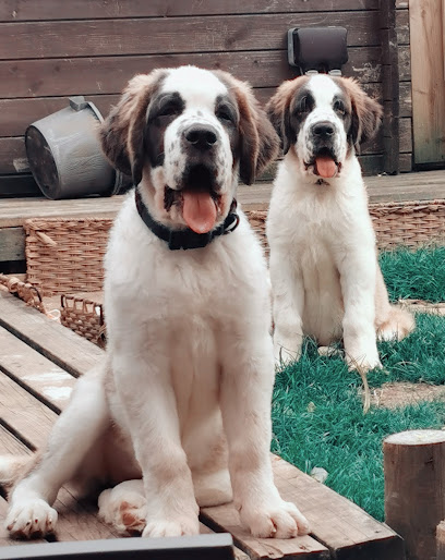 Oldland House Veterinary Surgery