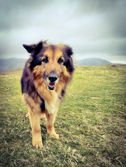 Paragon Veterinary Group