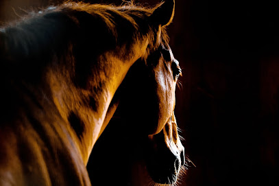 Paton & Lee Ltd Equine Veterinary Surgeons