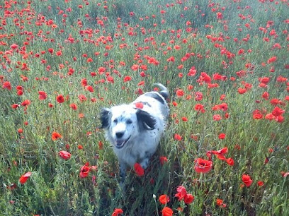 Paws Indoors Mobile Vet