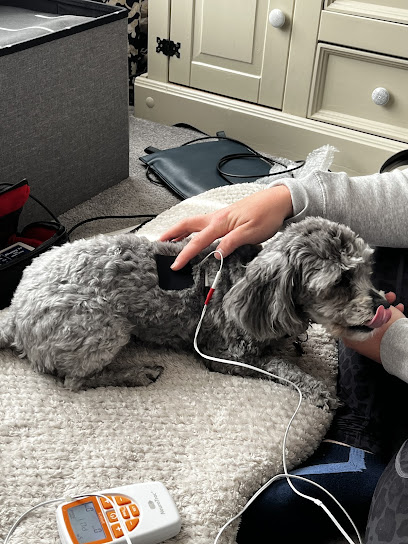 Paws to Ponies Vet Physio