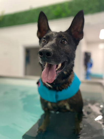 Pawseidon Canine Rehabilitation in Dorset, Poole