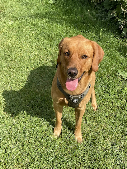 Pennard Vets Allington