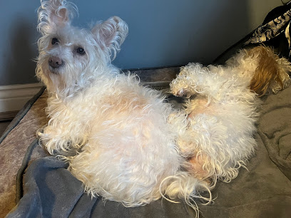 Pennard Vets Langley Park