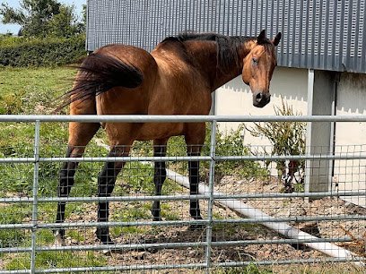 Pocket Nook Equine Vets Ltd.