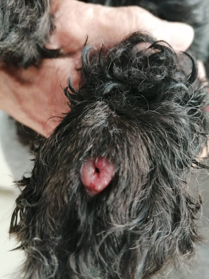 Porter Graham Veterinary Services