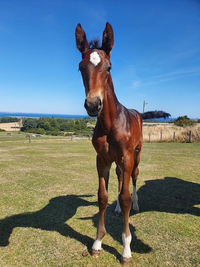 Premier A.I Services