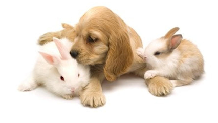 Shearbridge Veterinary Centre, Queensbury