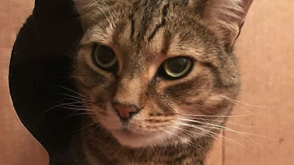 Shepherds' Vet Centre