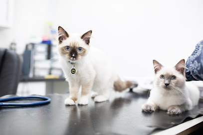 South Wales Vets, Risca