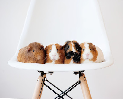 Spring Lodge Veterinary Group