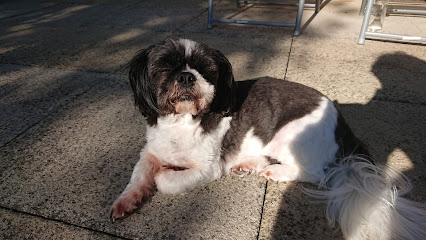 St.Clement Vets, Perranporth