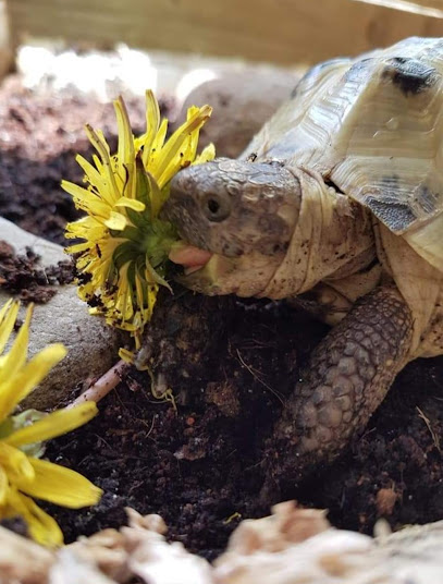 Stanhope Park Vets Cats & Exotics Practice