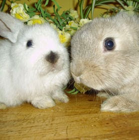 Tamar Vets Hartlands