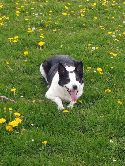 Tay Veterinary Centre