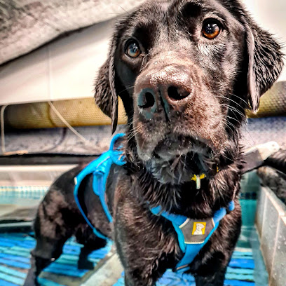 The Canine Fitness Centre (Petersfield) | Hydrotherapy & Physiotherapy for Dogs