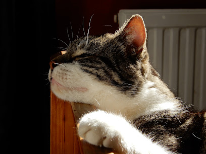 The Cardiff Cat Clinic