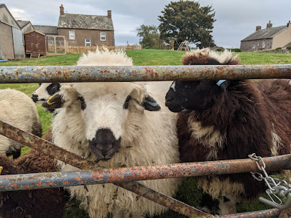 The Green Veterinary Surgery