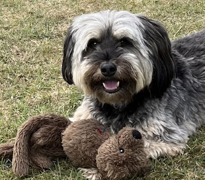 The Holistic Veterinary Medicine Centre