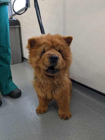 The Rescue Hotel Health Centre/Teulu Vets