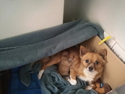 The Sim Veterinary Consultancy