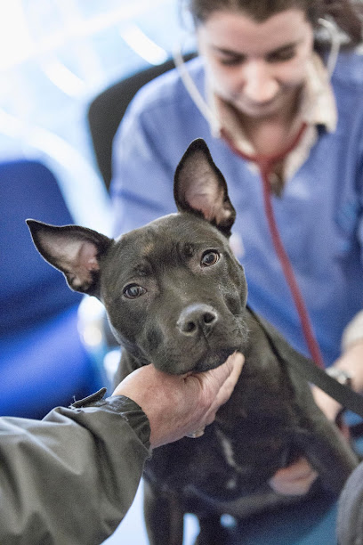 The Trusty Paws Clinic