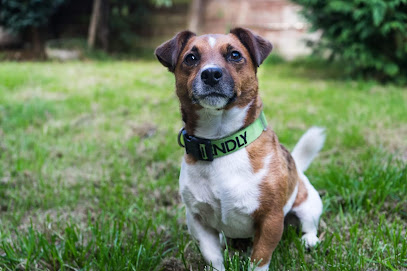 Top Dog Hydrotherapy