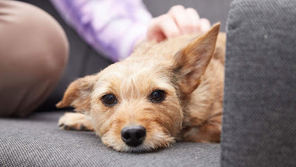 Tremain Veterinary Group – Carterton