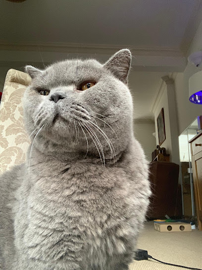 Vet4Life - Teddington